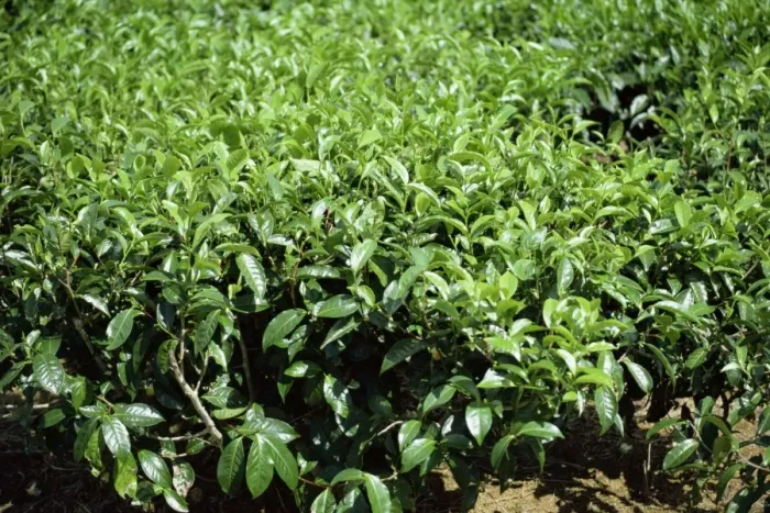 Gerahmter Druck : Tea bushes Gerahmter Druck : Tea bushes