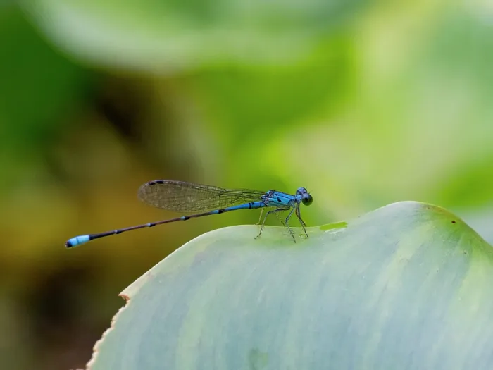 Gerahmter Druck : Ein winziger Forstschwanzlibellen, Ischnura capreolus, auf einem Blatt in der Krautschicht innerhalb des Pacaya Samiria Preserve, Peru.