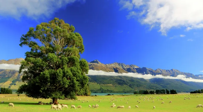 Gerahmter Druck : Baum- und Wolkeninversion, See Wakatipu, Südinsel, Neuseeland. Gerahmter Druck : Baum- und Wolkeninversion, See Wakatipu, Südinsel, Neuseeland.