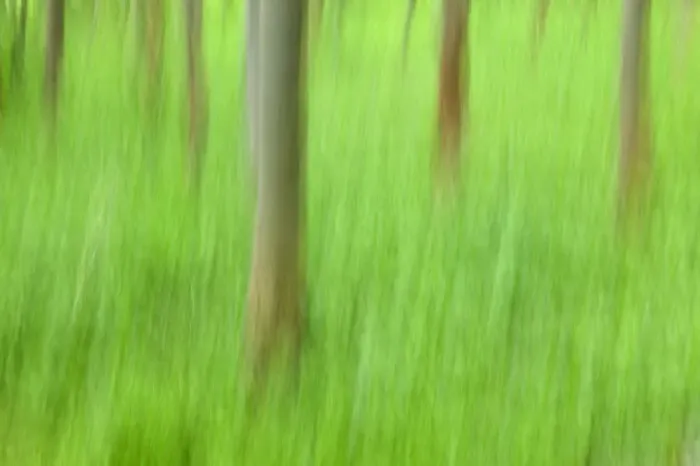 Gerahmter Druck : Bäume Wald Gerahmter Druck : Bäume Wald