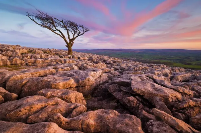 Gerahmter Druck : Verzerrter Baum, Twistleton Scar End, Ingleton im Yorkshire-Dales-Nationalpark Gerahmter Druck : Verzerrter Baum, Twistleton Scar End, Ingleton im Yorkshire-Dales-Nationalpark