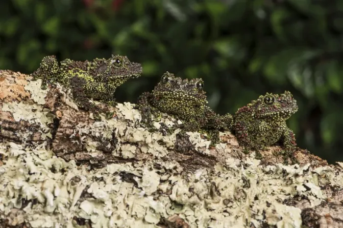 Gerahmter Druck : Vietnamesischer Moosfrosch (Theloderma corticale), gefangen genommen, Vietnam, Indokinoasien und Südostasien Gerahmter Druck : Vietnamesischer Moosfrosch (Theloderma corticale), gefangen genommen, Vietnam, Indokinoasien und Südostasien
