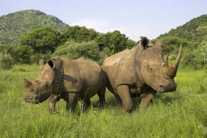 Gerahmter Druck : Weißer Rhinoceros Gerahmter Druck : Weißer Rhinoceros