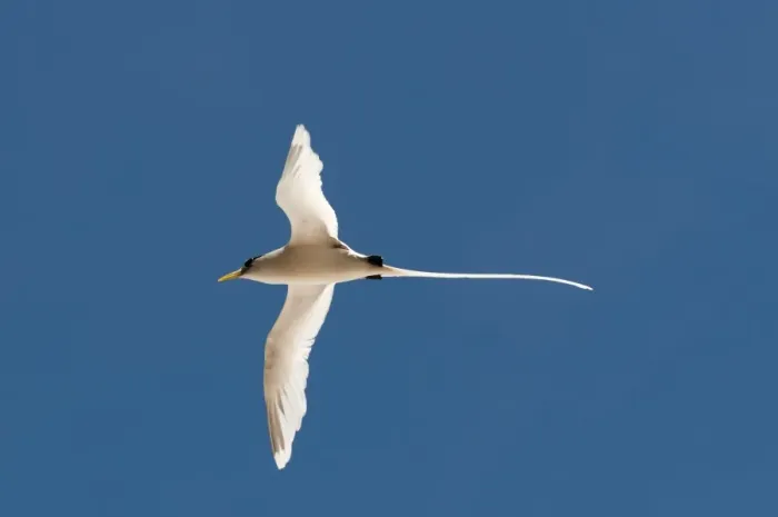 Gerahmter Druck : Weißkratzseeschwalbe (Phaethon lepturus), Fregatenseeland, Seychellen, Indischer Ozean und Afrika Gerahmter Druck : Weißkratzseeschwalbe (Phaethon lepturus), Fregatenseeland, Seychellen, Indischer Ozean und Afrika