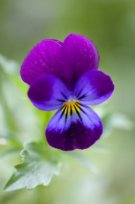 Gerahmter Druck : Wilde Knabberblume Gerahmter Druck : Wilde Knabberblume