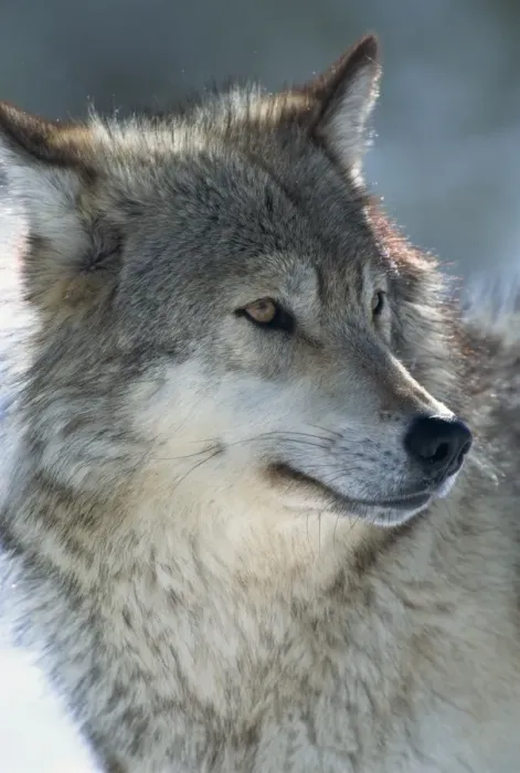 Gerahmter Druck : Wolf (Canis lupus) Gerahmter Druck : Wolf (Canis lupus)