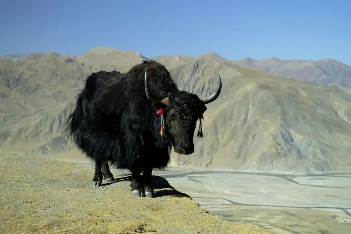 Gerahmter Druck : Yak, Tibet Gerahmter Druck : Yak, Tibet