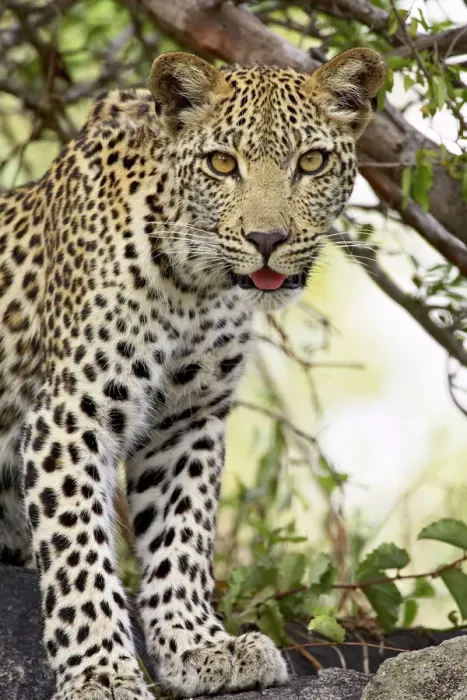 Gerahmter Druck : Junges Leopard (Panthera pardus), Krüger-Nationalpark, Südafrika, Afrika Gerahmter Druck : Junges Leopard (Panthera pardus), Krüger-Nationalpark, Südafrika, Afrika
