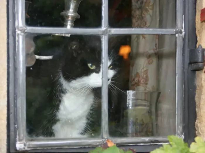 Gerahmter Druck : Katze im Fenster Gerahmter Druck : Katze im Fenster