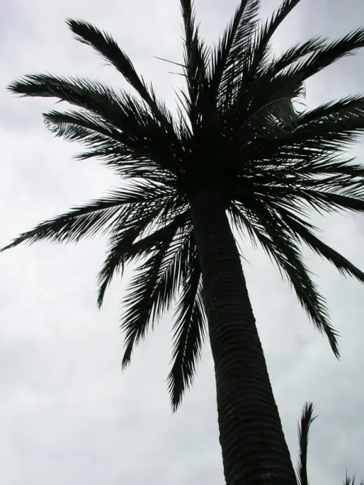 Gerahmter Druck : Palm tree. BambusbaumFür kommerzielle Nutzung wenden Sie sich bitte an