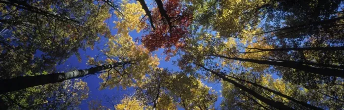 Gerahmter Druck : Herbstbäume Gerahmter Druck : Herbstbäume
