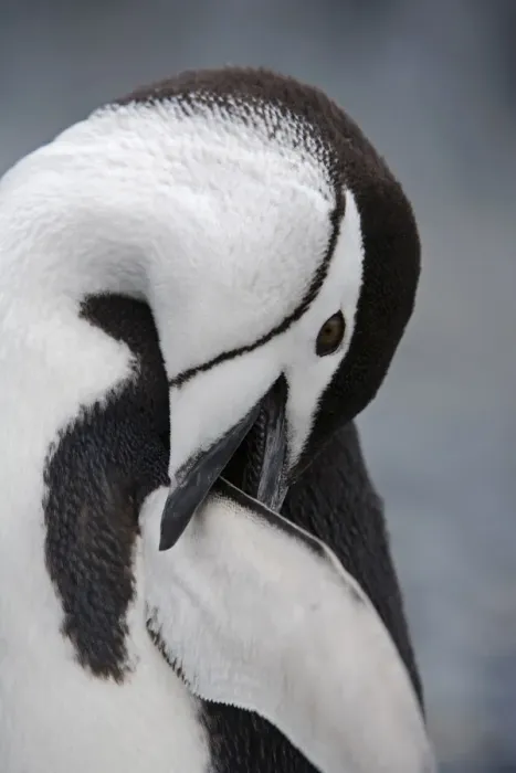 Gerahmter Druck : Kormoran-Pinguin