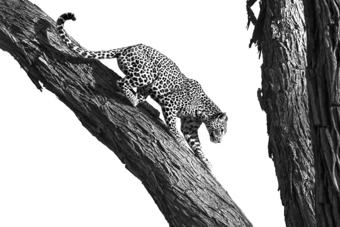 Gerahmter Druck : Löwe klettert in einen Baum im Okovango-Delta, Botswana Gerahmter Druck : Löwe klettert in einen Baum im Okovango-Delta, Botswana
