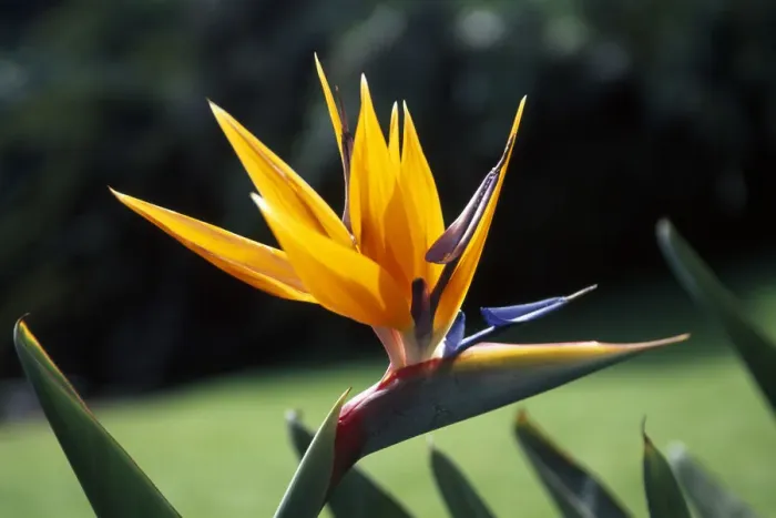 Gerahmter Druck : Strelitzia Spanien Gerahmter Druck : Strelitzia Spanien