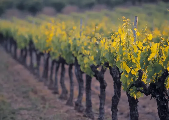 Gerahmter Druck : Weingut, Provenz