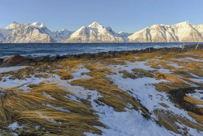Gerahmter Druck : Die Wind bewegt das trockene Gras, beleuchtet von der Sonne. Spåkenesora Naturreservat, Djupvik