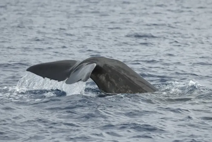 Gerahmter Druck : Wale des Spermaus (Physeter macrocephalus). Die Schwanzspalte eines Wales aus Ost-Karibik. Karibisches Meer östlich von Dominikanische Republik Gerahmter Druck : Wale des Spermaus (Physeter macrocephalus). Die Schwanzspalte eines Wales aus Ost-Karibik. Karibisches Meer östlich von Dominikanische Republik