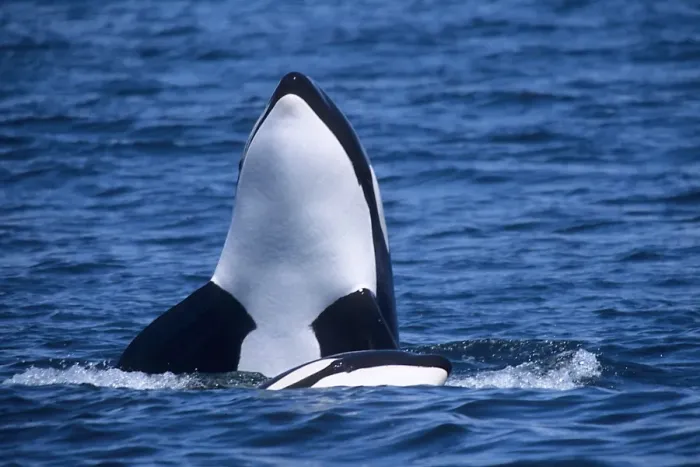 Gerahmter Druck : Umweltgefährdeter Orkanwal (Orcinus orca), Spionhoppen (spy hop), Pazifischer Ozean Gerahmter Druck : Umweltgefährdeter Orkanwal (Orcinus orca), Spionhoppen (spy hop), Pazifischer Ozean