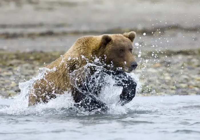 Gerahmter Druck : 01054dt. Braunbär Ursus arctos jagt entlang Küstenbach auf Salmon am Fluss Katmai Gerahmter Druck : 01054dt. Braunbär Ursus arctos jagt entlang Küstenbach auf Salmon am Fluss Katmai