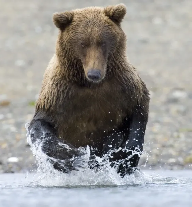 Gerahmter Druck : 01056dt. Braunbär Ursus arctos läuft entlang einer Küstenbach nach, um Lachs zu jagen Gerahmter Druck : 01056dt. Braunbär Ursus arctos läuft entlang einer Küstenbach nach, um Lachs zu jagen