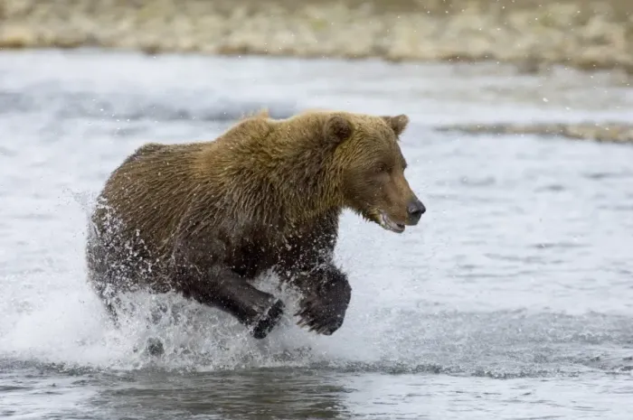 Gerahmter Druck : 01076dt. Braunbär Ursus arctos jagt entlang einer Küstenbach durch die