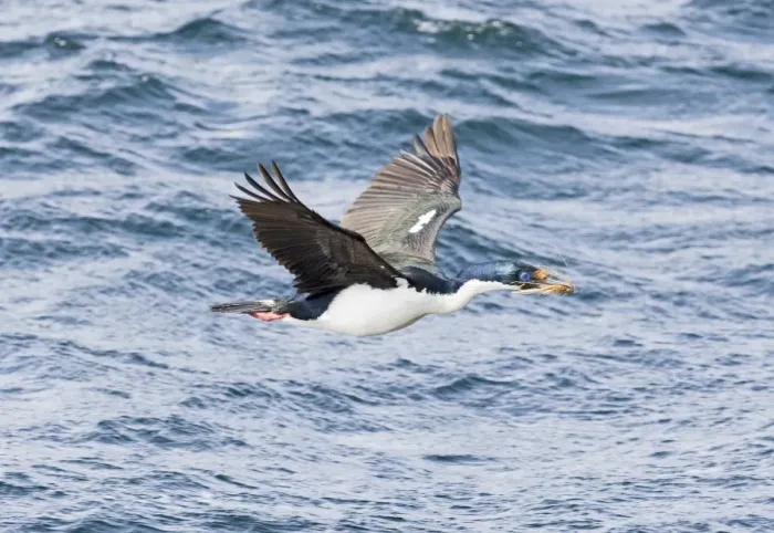 Gerahmter Druck : 01934dt. Der Imperiale Schafschwalbenfisch Phalacrocorax atriceps Erwachsener Gerahmter Druck : 01934dt. Der Imperiale Schafschwalbenfisch Phalacrocorax atriceps Erwachsener