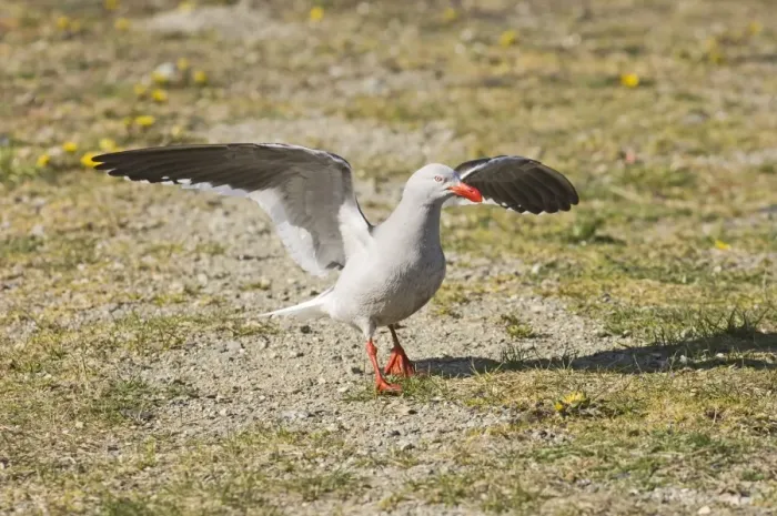 Gerahmter Druck : 01941dt. Delfinar Fuchs Seehuhn Larus scoresbii Erwachsener Ushuaia Argentinien November Gerahmter Druck : 01941dt. Delfinar Fuchs Seehuhn Larus scoresbii Erwachsener Ushuaia Argentinien November