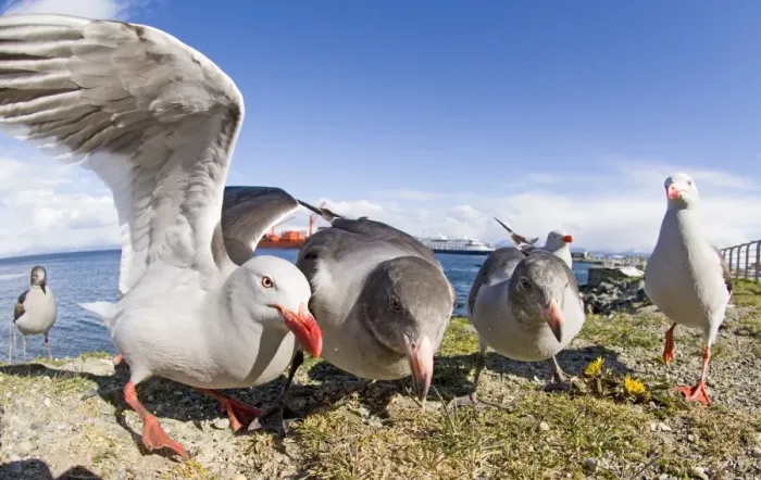 Gerahmter Druck : 01943dt. Delfinarfauken Larus scoresbiis am Strand von Ushuaia, Argentinien im November Gerahmter Druck : 01943dt. Delfinarfauken Larus scoresbiis am Strand von Ushuaia, Argentinien im November