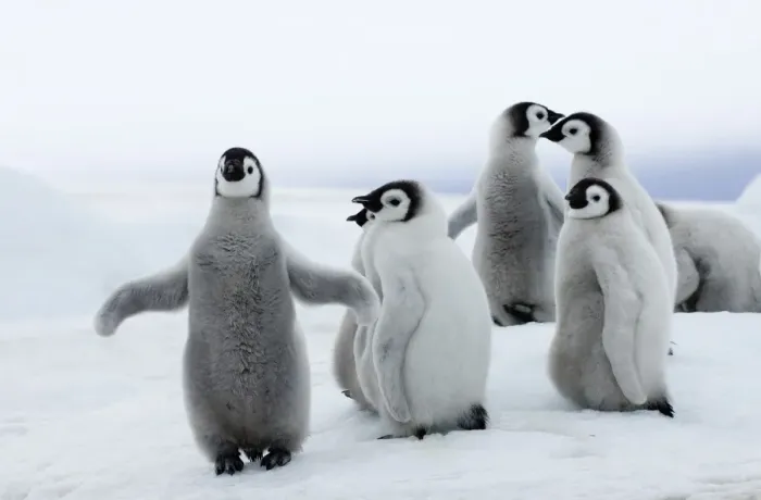 Gerahmter Druck : 01962dt. Kaiserpinguine Gerahmter Druck : 01962dt. Kaiserpinguine