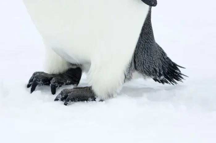 Gerahmter Druck : 01969dt. Kaiserpinguin Aptenodytes forsteri Fuß- und Schwanzdetaillage Gerahmter Druck : 01969dt. Kaiserpinguin Aptenodytes forsteri Fuß- und Schwanzdetaillage