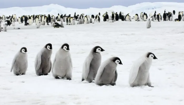 Gerahmter Druck : 01978dt. Kaiserpinguine Aptenodytes forsteri Küken Insel der Schneeberg Gerahmter Druck : 01978dt. Kaiserpinguine Aptenodytes forsteri Küken Insel der Schneeberg