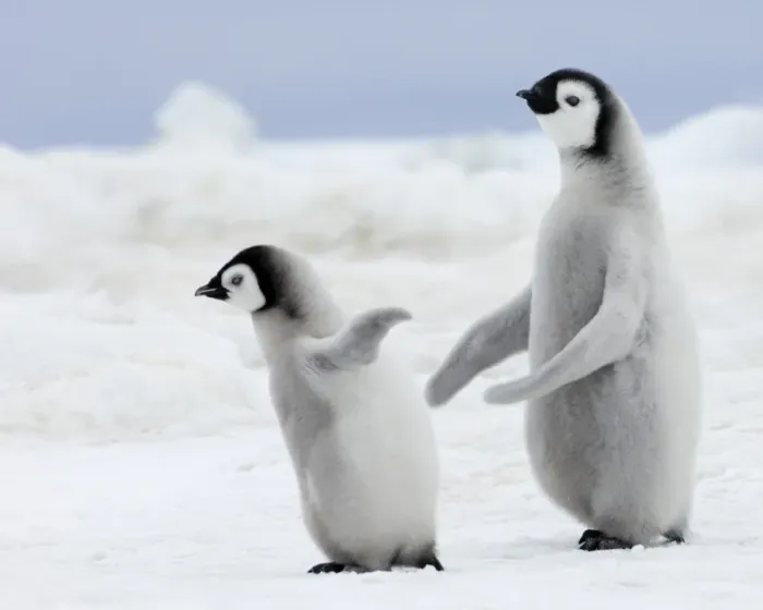 Gerahmter Druck : 01979dt. Kaiserpinguine