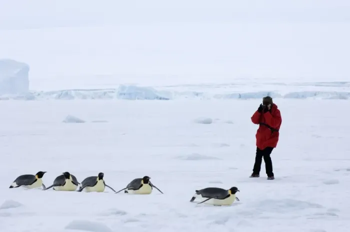 Gerahmter Druck : 01981dt. Fotografierender Tourist fängt Kaiserpinguine Aptenodytes forsteri Gerahmter Druck : 01981dt. Fotografierender Tourist fängt Kaiserpinguine Aptenodytes forsteri