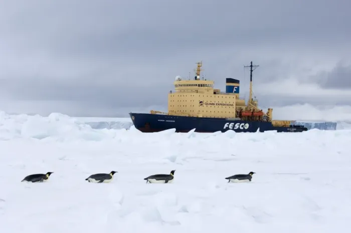 Gerahmter Druck : 01982dt. Kaiserpinguine auf Eisschild mit Kaptan Klebnikow Eisbrecher im Hintergrund Gerahmter Druck : 01982dt. Kaiserpinguine auf Eisschild mit Kaptan Klebnikow Eisbrecher im Hintergrund