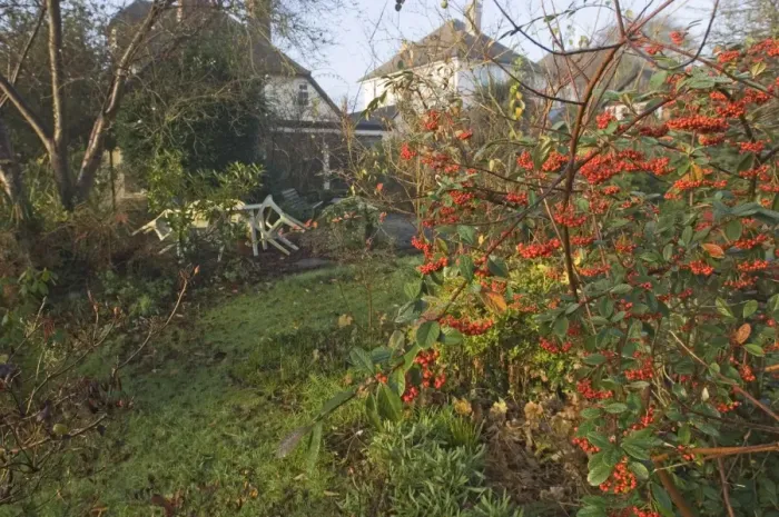 Gerahmter Druck : 02015dt. Garten im Vorort in Herbst, England, Großbritannien Gerahmter Druck : 02015dt. Garten im Vorort in Herbst, England, Großbritannien
