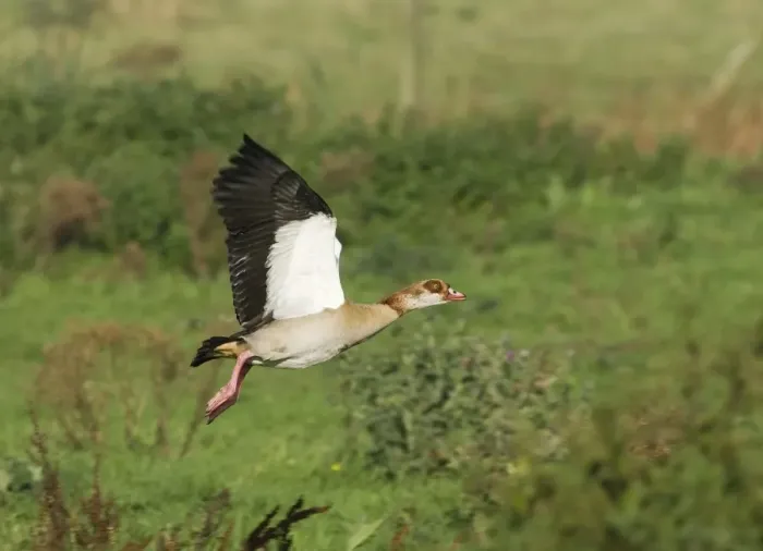 Gerahmter Druck : 02361dt. Agyptischer Gans Alopochen aegyptiacus startet in Norfolk im Sommer