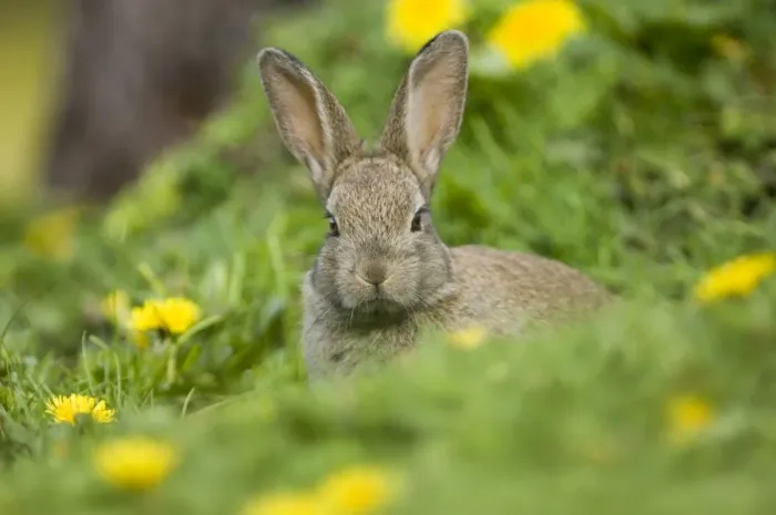 Gerahmter Druck : 02364dt. Hase Oryctolagus cuniculus jung in Eingangsbauwerk Norfolke Sommer Gerahmter Druck : 02364dt. Hase Oryctolagus cuniculus jung in Eingangsbauwerk Norfolke Sommer