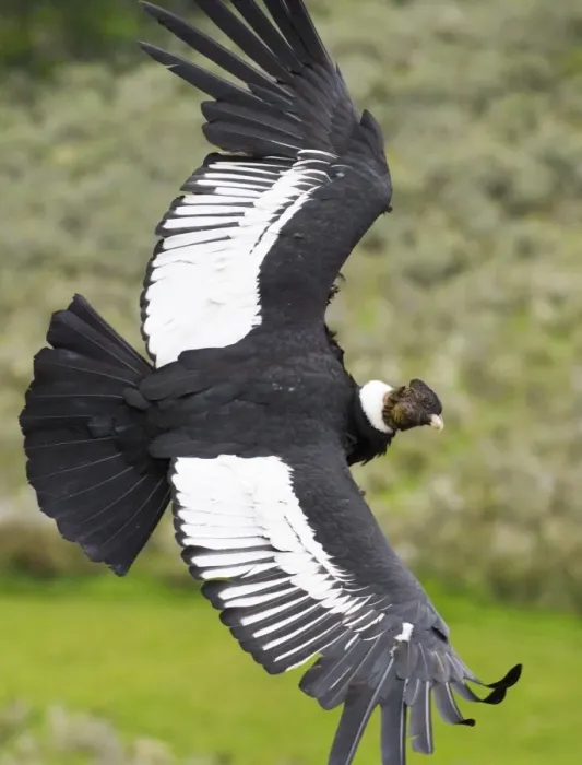 Gerahmter Druck : 02368dt. Und Andener Adler, Vultur gryphus männlich Gerahmter Druck : 02368dt. Und Andener Adler, Vultur gryphus männlich
