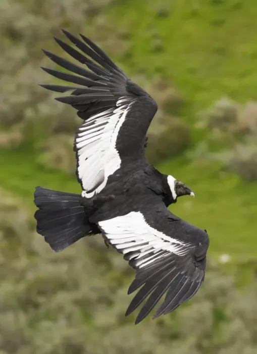 Gerahmter Druck : 02370dt. Andener Kondor Vultur gryphus S.Chile November