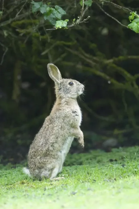 Gerahmter Druck : 02377dt. Hase Oryctolagus cuniculus Herbst Großbritannien