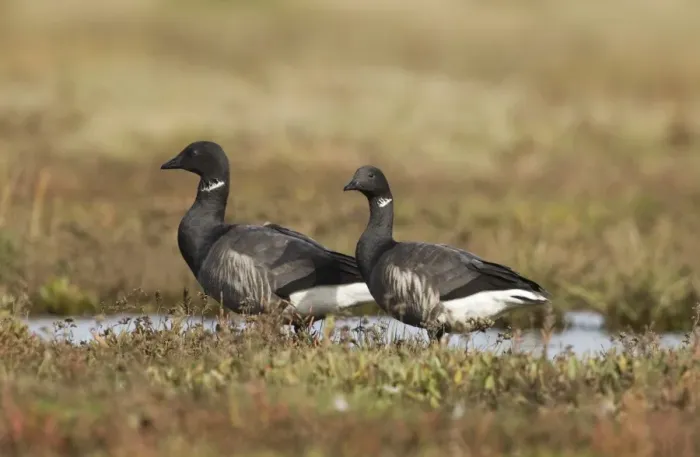 Gerahmter Druck : 02399dt. Brent-Gans Breta bernickel auf Salzmarasch Nord-Norfolk Oktober Gerahmter Druck : 02399dt. Brent-Gans Breta bernickel auf Salzmarasch Nord-Norfolk Oktober