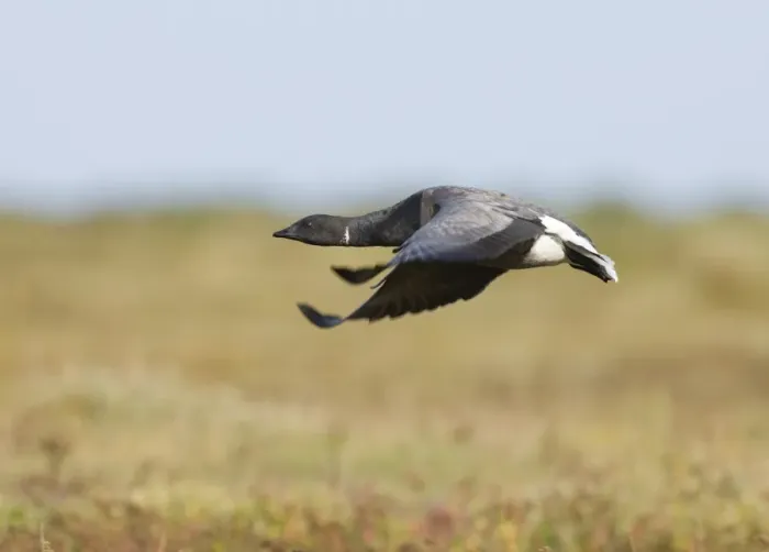 Gerahmter Druck : 02401dt. Brant-Gans Gerahmter Druck : 02401dt. Brant-Gans
