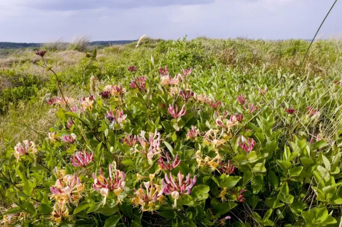 Gerahmter Druck : 02402dt. Honigklee im Blütenstaat auf den Dünen von Minsmere Juni Gerahmter Druck : 02402dt. Honigklee im Blütenstaat auf den Dünen von Minsmere Juni