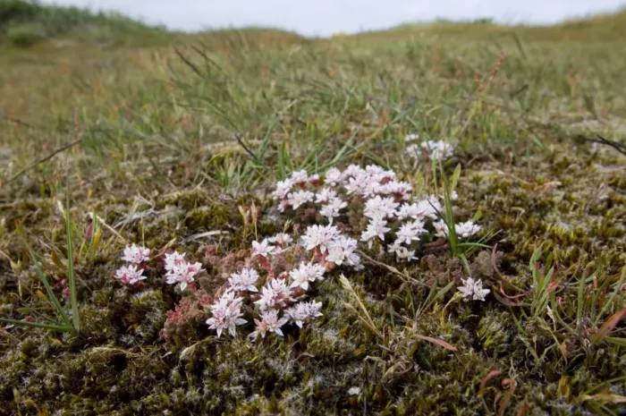 Gerahmter Druck : 02403dt. Englischer Steinkräuter wächst auf maritimem Heideland in Minsmere Juni Gerahmter Druck : 02403dt. Englischer Steinkräuter wächst auf maritimem Heideland in Minsmere Juni