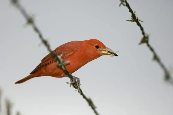 Gerahmter Druck : 02408dt. Sommer-Tangare Piranga r. rubrum männlich in Panamá im November Gerahmter Druck : 02408dt. Sommer-Tangare Piranga r. rubrum männlich in Panamá im November