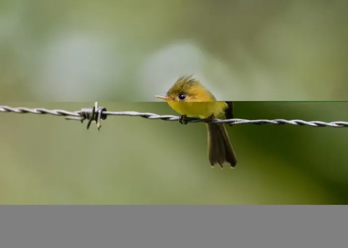 Gerahmter Druck : 02425dt. Kommunaler Tüpfelfröscher Mitrphanes Phaeocercus vividus Alto del María Panamá Gerahmter Druck : 02425dt. Kommunaler Tüpfelfröscher Mitrphanes Phaeocercus vividus Alto del María Panamá
