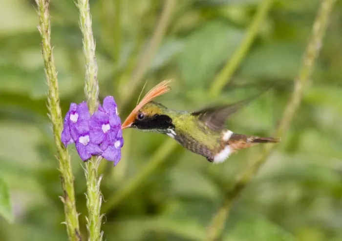 Gerahmter Druck : 02427dt. Rufvögel-Kuckucksfresser Lophornis delattrei aus dem Lesson im El Valle in Panamá Gerahmter Druck : 02427dt. Rufvögel-Kuckucksfresser Lophornis delattrei aus dem Lesson im El Valle in Panamá