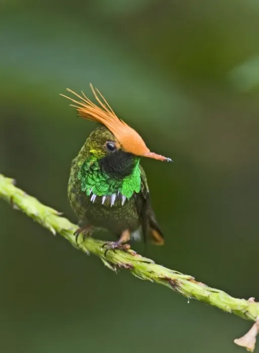 Gerahmter Druck : 02432dt. Rufvögel-Copulation Lorhnen Delatrei-Lesung in El Valle, Panamá Gerahmter Druck : 02432dt. Rufvögel-Copulation Lorhnen Delatrei-Lesung in El Valle, Panamá
