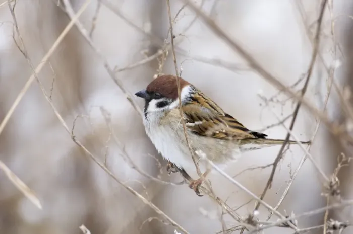 Gerahmter Druck : 02445dt. Eiche Sperlingsfauke Passer montanus Norfolk UK Winter Gerahmter Druck : 02445dt. Eiche Sperlingsfauke Passer montanus Norfolk UK Winter