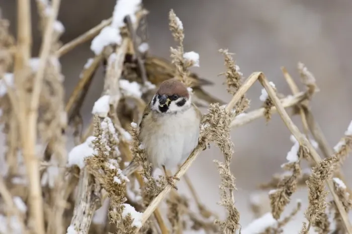 Gerahmter Druck : 02447dt. Eiche Sperlingsvogel Passer montanus Norfolk UK Winter Gerahmter Druck : 02447dt. Eiche Sperlingsvogel Passer montanus Norfolk UK Winter